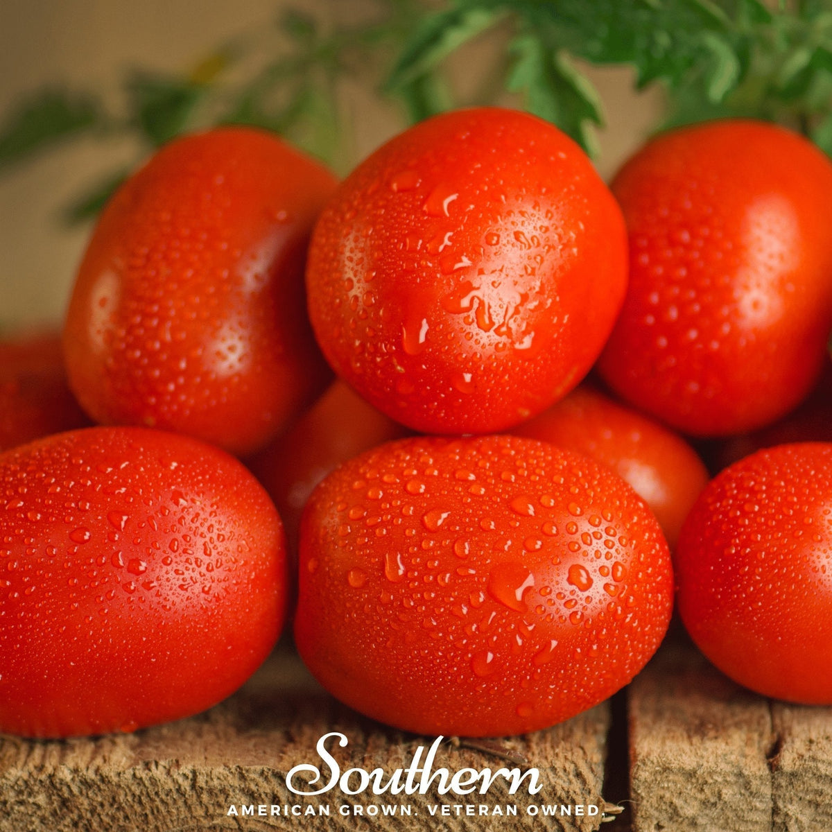 Roma VF Tomato Seeds – Heirloom, Determinate, Canning, Sauce, 50 Seeds, Solanum lycopersicum