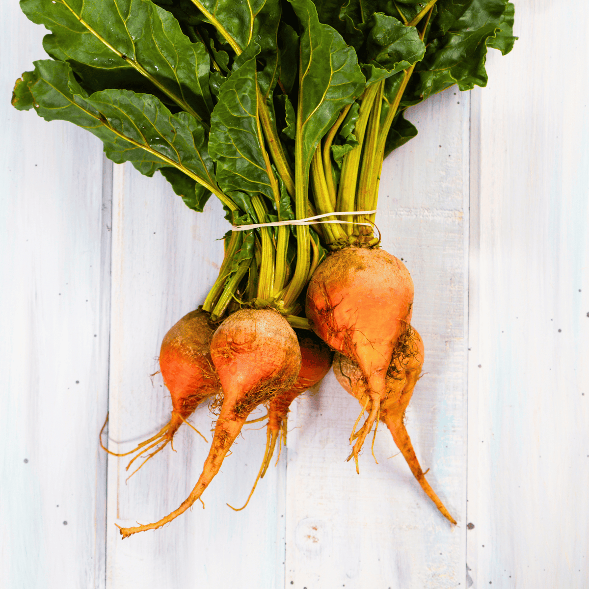 Touchstone Beet – 50 Seeds