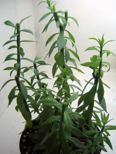5 Pereskiopsis Spathulata Cuttings 2-4" Grafting Stock Cactus Rooting Starter Plants