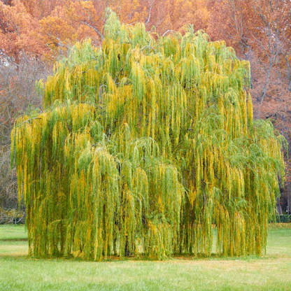 1 Bright Green Weeping Willow Tree - Salix babylonica | 14-24" Bare Root | Fast-Growing Shade Tree for Landscaping