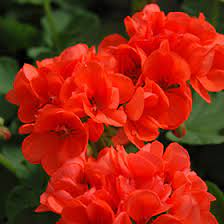 Geranium Cuttings, Pelargonium, 3 Red-Orange Flowering Stems, Unrooted, USDA Zones 9-11