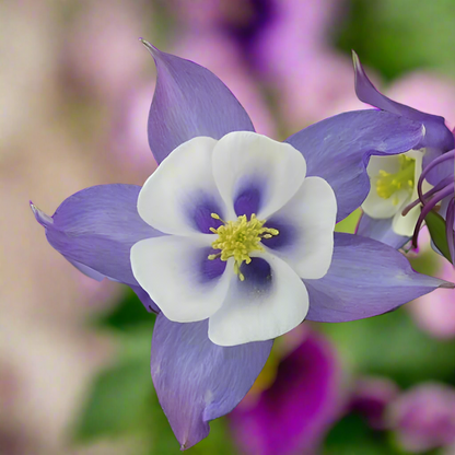 100 Blue Columbine Seeds | Aquilegia coerulea | Colorado State Flower | Non-GMO Perennial for Pollinator & Wildflower Gardens