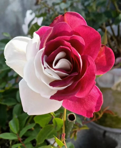 20 Red & White Rare Twin Rose Seeds - Unique Bicolor Blooms - Fragrant Perennial Flower - Easy to Grow - Heirloom Variety