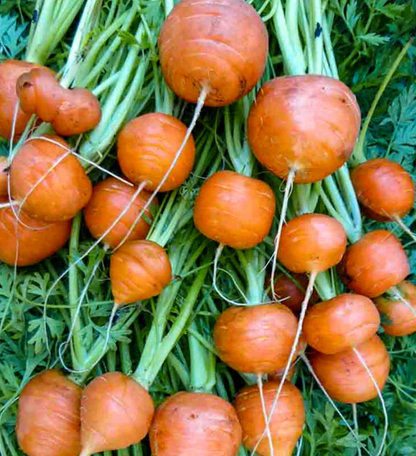 250 Parisian Carrot Seeds | Heirloom Non-GMO Round Carrots | Daucus carota | Compact Variety for Containers & Raised Beds