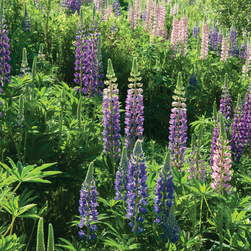 Lupinus Seeds - 50 Count - Wild Alaska Harvested - Perennial Flower - Nitrogen Fixer