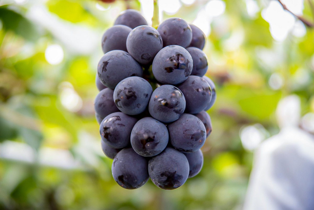 Vitis 'Kyoho' Cuttings, 6 Hardwood Stems, Japanese Table Grape, USDA Zones 6-9