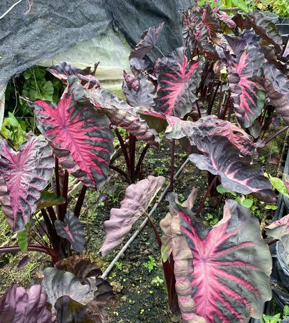 Redemption Colocasia Esculenta Elephant Ear Small Rooted Starter Plant 4-8 Inch