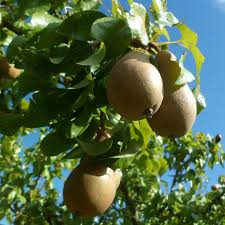 3 Ayers Pear Fruit Tree Scion Unrooted Cutting for Rooting or Grafting | Pyrus Communis | Hardy Pear Tree for Garden & Orchard
