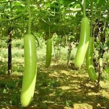 10 Seeds Snake Gourd (Lagenaria siceraria) – Edible, Long, Non-GMO, Heirloom, Easy to Grow, Perfect for Cooking, Unique Garden Vegetable