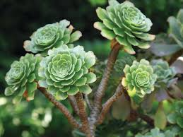 2 Aeonium Arboreum Unrooted Cuttings (Aeonium Tree) 2-4" – Succulent for Grafting, Rooting, or Propagation