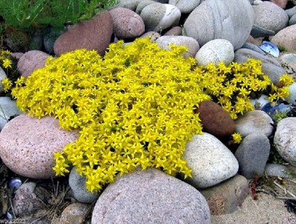 15 Ground Cover Golden Creeping Sedum, Yellow Perennial, Sedum acre, Drought Tolerant, Low Maintenance, Bare Root Plants for Garden