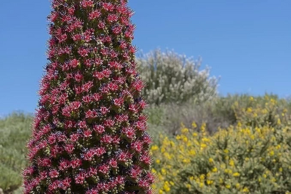 Tower of Jewels Live Plant - 3" Pot, Echium wildpretii, Rare Biennial, 10ft Salmon-Red Spikes, Drought Tolerant, Zones 9-10, Canary Islands Native