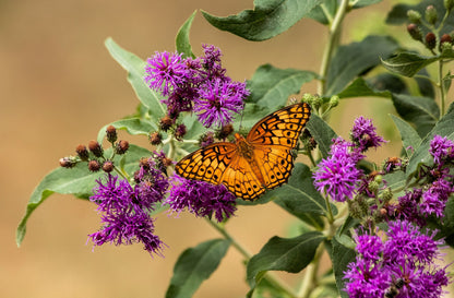 250 PURPLE IRONWEED Prairie Vernonia Fasciculata Flower Seeds