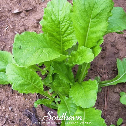 Seven Top Turnip – 100 Seeds