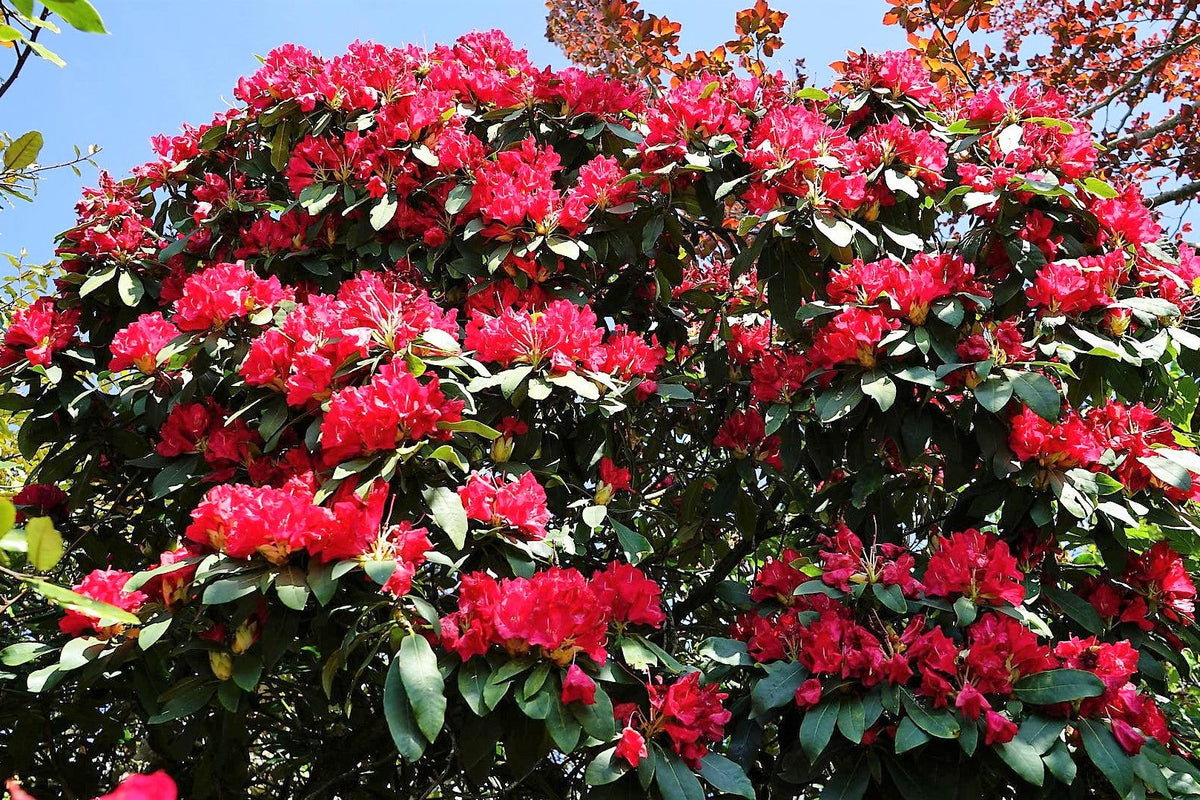 50 MIXED HYBRIDS RHODODENDRON spp. Mixed Colors - Red, Pink, Purple, White, Yellow, Orange Flower Sun or Shade Bush Shrub Seeds