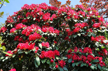 50 MIXED HYBRIDS RHODODENDRON spp. Mixed Colors - Red, Pink, Purple, White, Yellow, Orange Flower Sun or Shade Bush Shrub Seeds