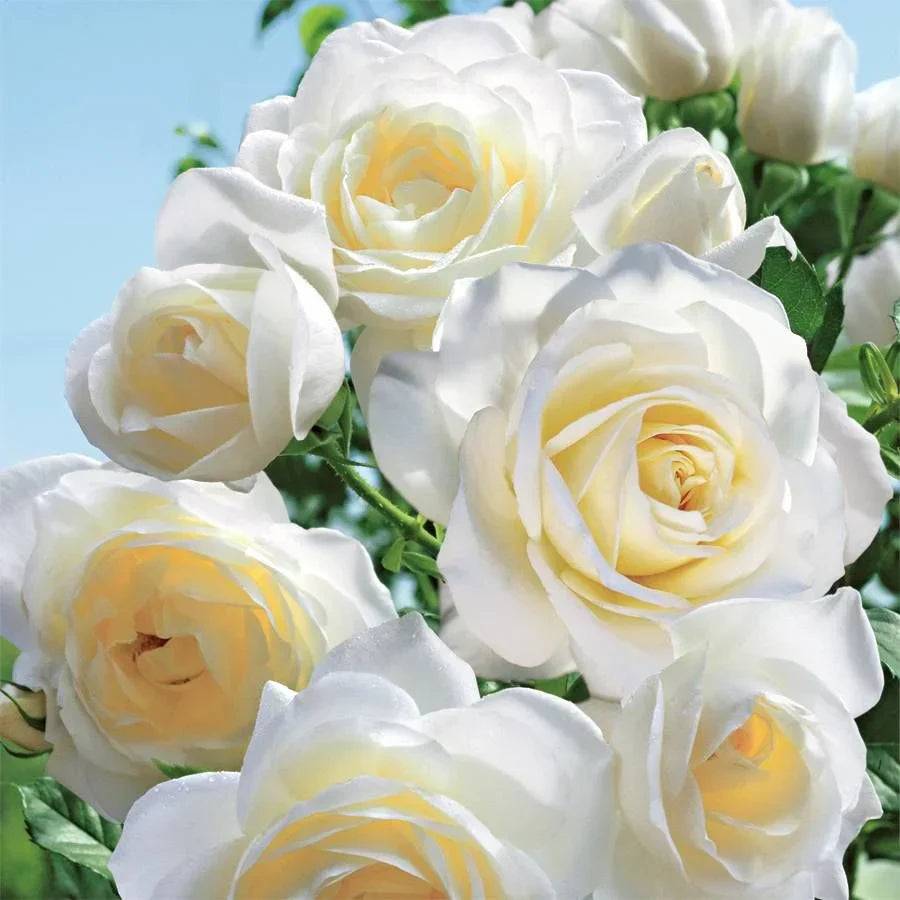 Moondance Rose Bush Live Bare Root Floribunda White Fragrant Repeat Bloomer Garden Shrub