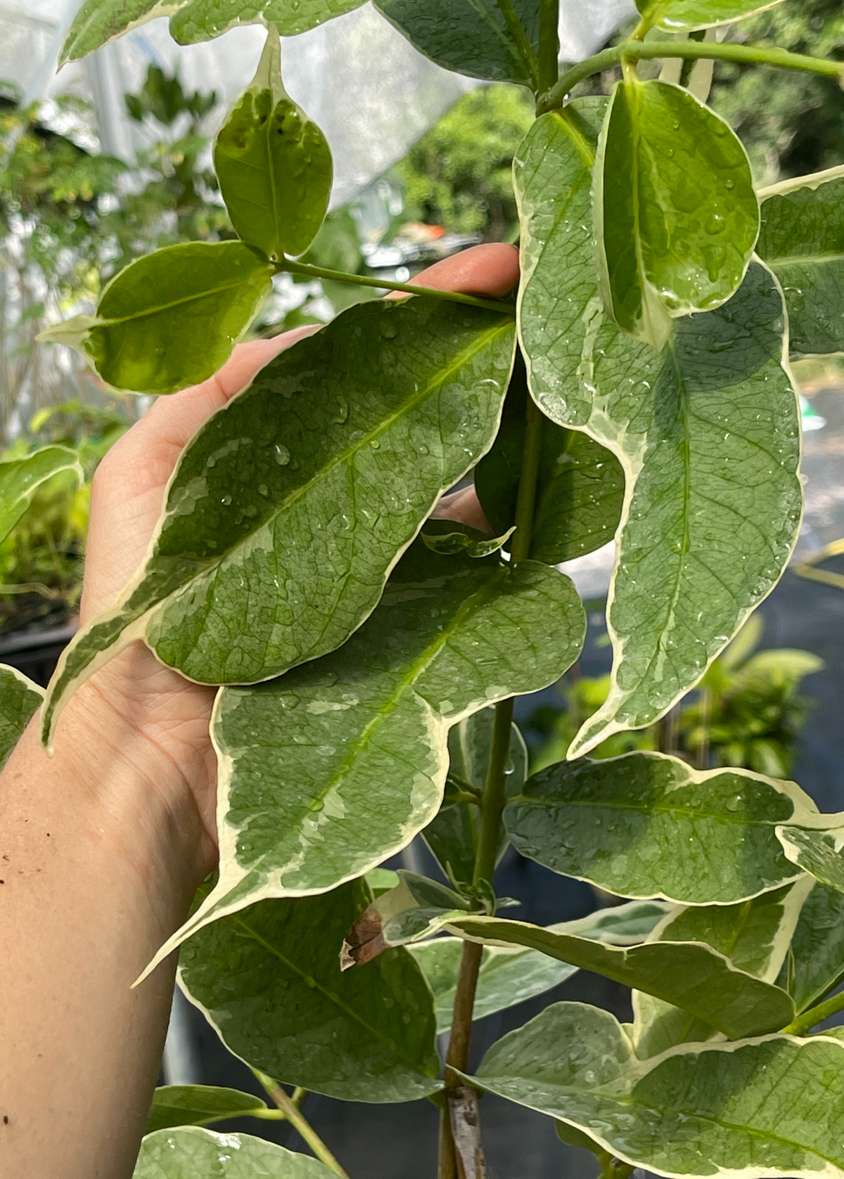 Variegated Malay Apple Tree, Syzygium malaccense, Tropical Fruit Tree, Rare Variegated Foliage, Garden Plant