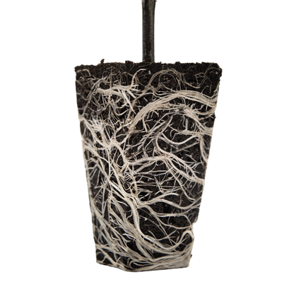 Ventana Plant Science OrganiPlug Seed & Cutting Plugs