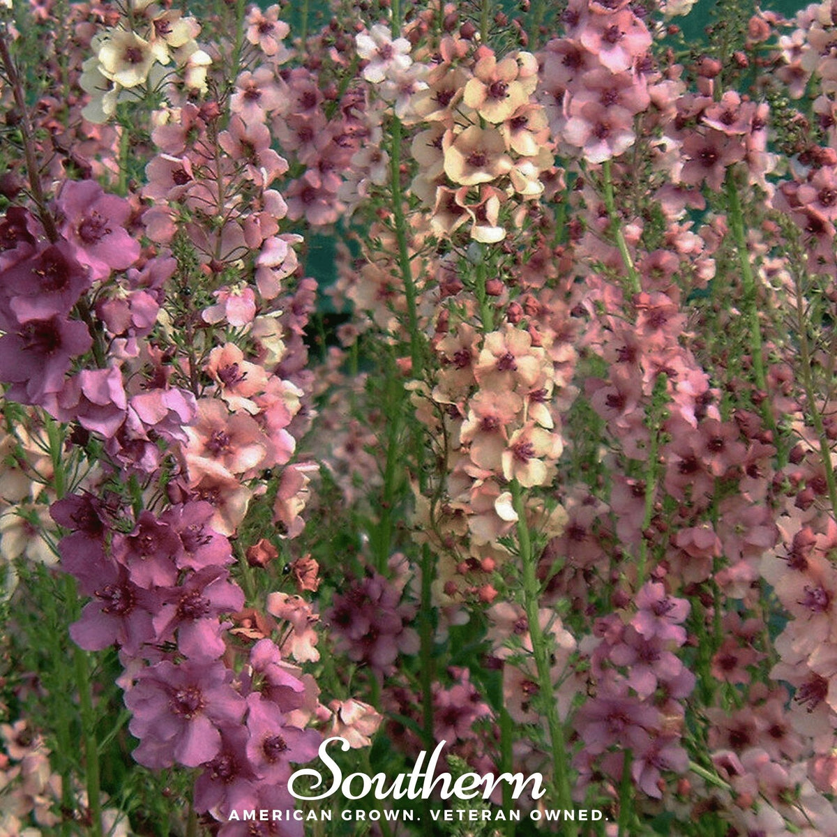 Verbascum Mullein Mix – 100 Seeds