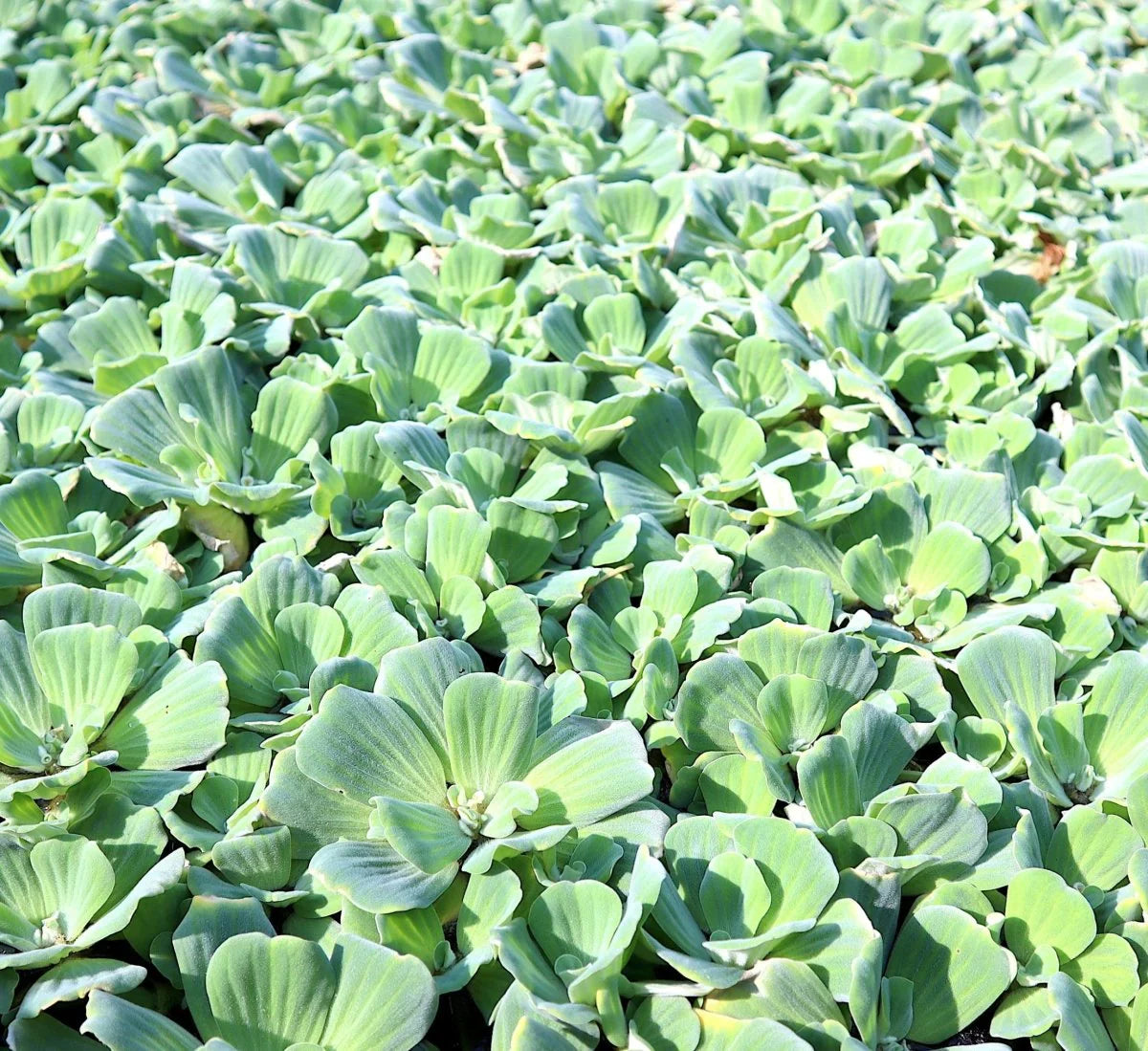 Water Hyacinth & Water Lettuce Floating Pond Plants - Medium - Healthy Aquatic Plants for Tanks and Ponds - Eichhornia crassipes & Pistia stratiotes