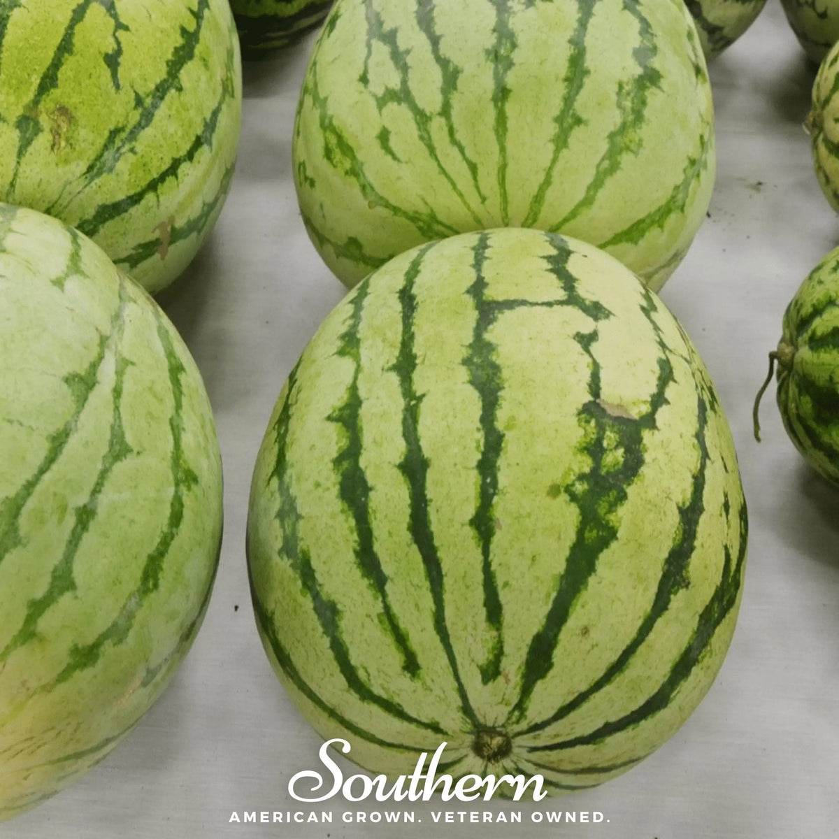 Dixie Queen Watermelon – 25 Seeds