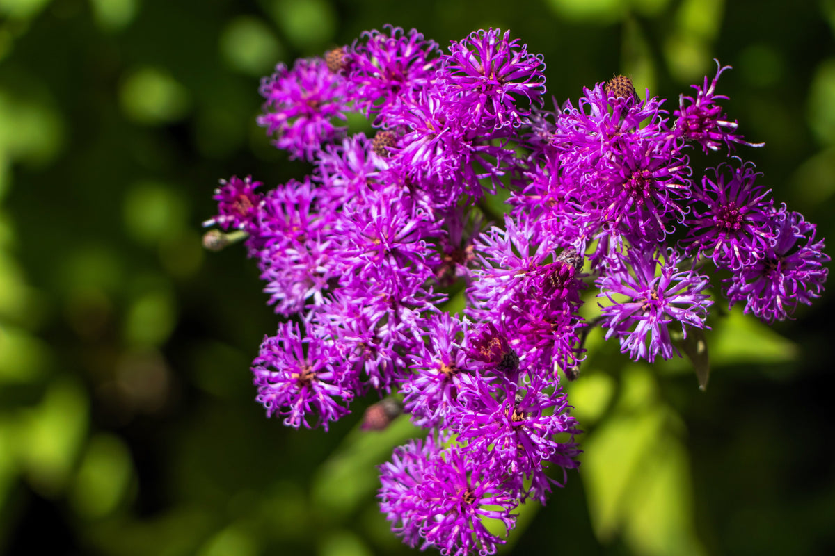 250 PURPLE IRONWEED Prairie Vernonia Fasciculata Flower Seeds