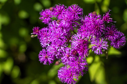 250 PURPLE IRONWEED Prairie Vernonia Fasciculata Flower Seeds