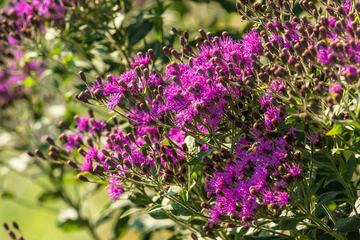 250 PURPLE IRONWEED Prairie Vernonia Fasciculata Flower Seeds