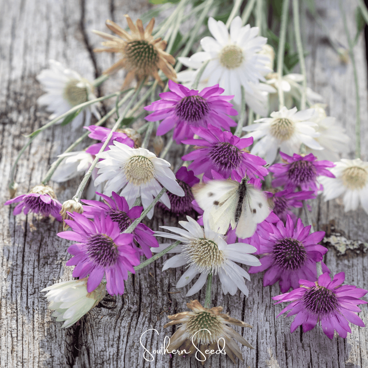 Immortelle Mix Xeranthemum – 100 Seeds