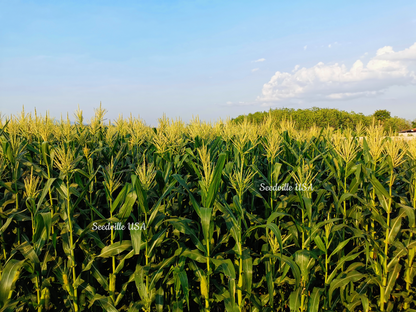 75 SOUTH AMERICAN Yellow POPCORN Corn Zea Mays Heirloom Vegetable Seeds