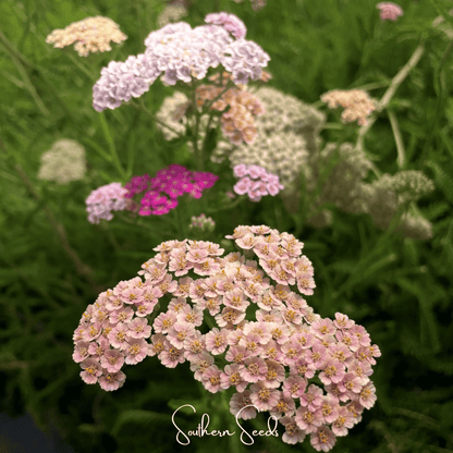 Colorado Yarrow Mix – 50 Seeds