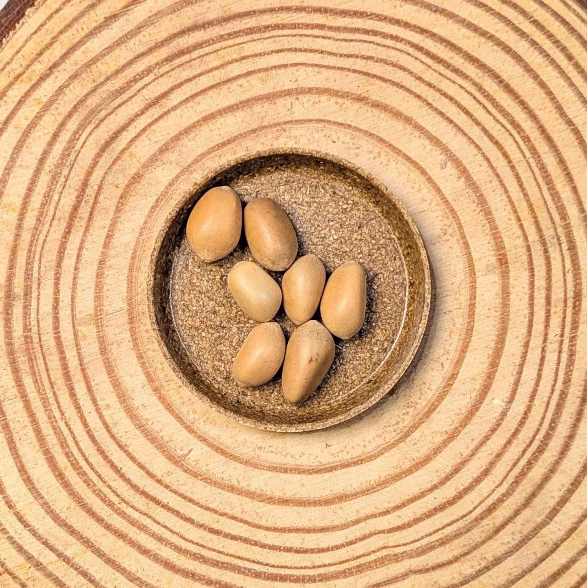 Zamia Furfuracea 'Cardboard Palm' Seeds
