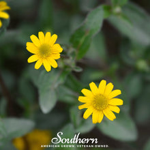 Creeping Zinnia – 100 Seeds