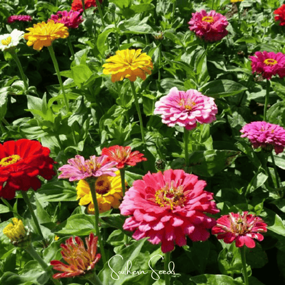 Dahlia Flowered Zinnia – 100 Seeds