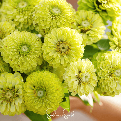 Envy Green Zinnia – 25 Seeds