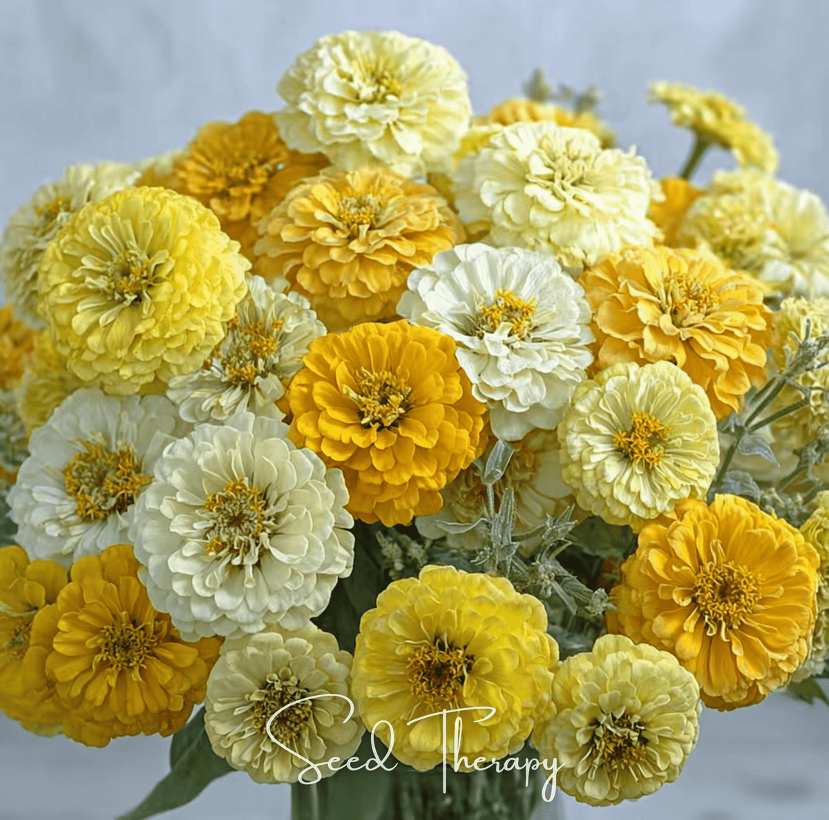 Lemon Meringue Zinnia Seeds – Heirloom Mix for Cutting Gardens, Pollinators, Bright White Yellow Green Flowers, 100 Seeds