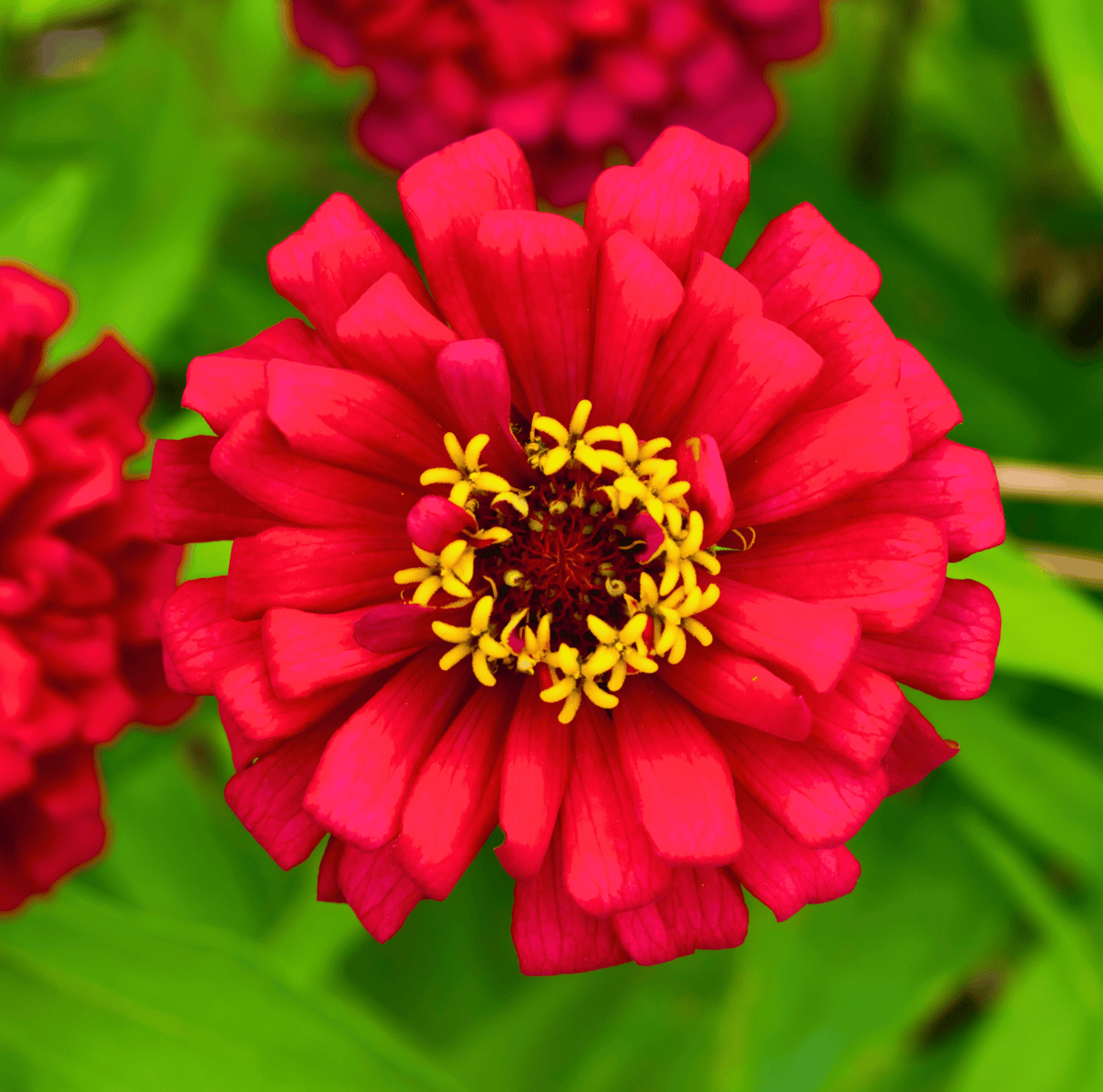 Meteor Zinnia Seeds – Heirloom, Crimson Red, Cut-and-Come-Again, Butterfly Magnet, 100 Seeds