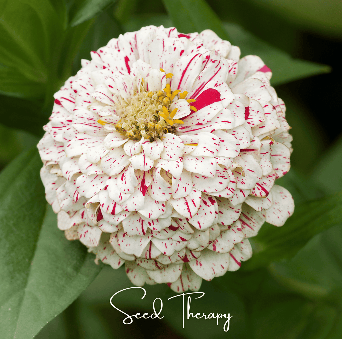 Peppermint Stick Zinnia Seeds – Heirloom, Open Pollinated, 50 Non-GMO Annual Flowers for Cutting Garden, Bright Striped Blooms, Zinnia elegans