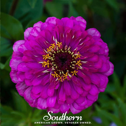 Purple Prince Zinnia – 100 Seeds